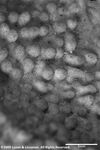 Montipora cebuensis plate08 by Katrina S. Luzon and Wilfredo Roehl Y. Licuanan