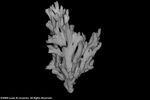 Montipora samarensis plate03 by Katrina S. Luzon and Wilfredo Roehl Y. Licuanan