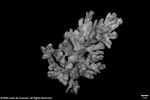 Montipora samarensis plate04 by Katrina S. Luzon and Wilfredo Roehl Y. Licuanan