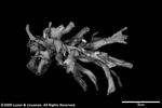 Pectinia (parapectinia) diversa plate02 by Katrina S. Luzon and Wilfredo Roehl Y. Licuanan