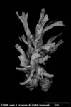 Pectinia (parapectinia) diversa plate04 by Katrina S. Luzon and Wilfredo Roehl Y. Licuanan