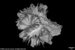 Plerogyra eurysepta plate04 by Katrina S. Luzon and Wilfredo Roehl Y. Licuanan