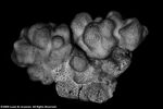 Porites cumulatus plate01 by Katrina S. Luzon and Wilfredo Roehl Y. Licuanan