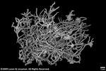 Seriatopora caliendrum var. subtilis plate01 by Katrina S. Luzon and Wilfredo Roehl Y. Licuanan