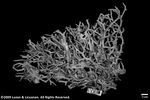 Seriatopora caliendrum var. subtilis plate03 by Katrina S. Luzon and Wilfredo Roehl Y. Licuanan