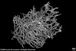Seriatopora caliendrum var. subtilis plate04 by Katrina S. Luzon and Wilfredo Roehl Y. Licuanan