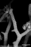 Seriatopora caliendrum var. subtilis plate06 by Katrina S. Luzon and Wilfredo Roehl Y. Licuanan