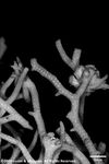 Seriatopora caliendrum var. subtilis plate07 by Katrina S. Luzon and Wilfredo Roehl Y. Licuanan