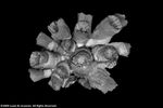 Dendrophyllia sphaerica plate04 by Katrina S. Luzon and Wilfredo Roehl Y. Licuanan