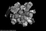 Dendrophyllia sphaerica plate07 by Katrina S. Luzon and Wilfredo Roehl Y. Licuanan